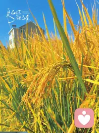 勁松談心理療愈；沒有人能療愈好別人，所有的療愈，只不過是讓一個人，恢復(fù)天生就有的，自我療愈的能力。身體，心理，都是一樣的。配圖