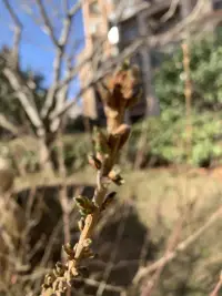 今天海風肆意的吹著
天空晴朗，很藍很藍
迎春花的枝條上
有一粒粒的芽包
像極了裹著棉被的小寶寶，期待春天的到來

湖面結了冰
冰面上留下了昨夜
風最后的痕跡
一簇簇落葉??
被風追趕的樣子
持久的留在冰面上

我用卵石敲擊冰面
發出叮咚叮咚的回聲
像“天籟”似乎來自于
大自然的悅愛
或是親昵或是純樸

再用力一點敲下去
瞬間爆出冰花
璀璨美麗
沒有任何一個藝術家
能像大自然一樣奢侈地使用色彩吧配圖