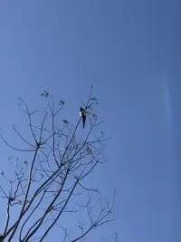 今天海風肆意的吹著
天空晴朗，很藍很藍
迎春花的枝條上
有一粒粒的芽包
像極了裹著棉被的小寶寶，期待春天的到來

湖面結了冰
冰面上留下了昨夜
風最后的痕跡
一簇簇落葉??
被風追趕的樣子
持久的留在冰面上

我用卵石敲擊冰面
發出叮咚叮咚的回聲
像“天籟”似乎來自于
大自然的悅愛
或是親昵或是純樸

再用力一點敲下去
瞬間爆出冰花
璀璨美麗
沒有任何一個藝術家
能像大自然一樣奢侈地使用色彩吧配圖