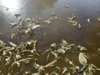 今天海風肆意的吹著
天空晴朗，很藍很藍
迎春花的枝條上
有一粒粒的芽包
像極了裹著棉被的小寶寶，期待春天的到來

湖面結了冰
冰面上留下了昨夜
風最后的痕跡
一簇簇落葉??
被風追趕的樣子
持久的留在冰面上

我用卵石敲擊冰面
發出叮咚叮咚的回聲
像“天籟”似乎來自于
大自然的悅愛
或是親昵或是純樸

再用力一點敲下去
瞬間爆出冰花
璀璨美麗
沒有任何一個藝術家
能像大自然一樣奢侈地使用色彩吧配圖
