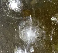 今天海風肆意的吹著
天空晴朗，很藍很藍
迎春花的枝條上
有一粒粒的芽包
像極了裹著棉被的小寶寶，期待春天的到來

湖面結了冰
冰面上留下了昨夜
風最后的痕跡
一簇簇落葉??
被風追趕的樣子
持久的留在冰面上

我用卵石敲擊冰面
發出叮咚叮咚的回聲
像“天籟”似乎來自于
大自然的悅愛
或是親昵或是純樸

再用力一點敲下去
瞬間爆出冰花
璀璨美麗
沒有任何一個藝術家
能像大自然一樣奢侈地使用色彩吧配圖