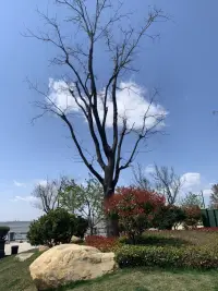 春天是彩色的
到處散發著芳香
云也是可愛的
草叢中的野菊花
自信歡愉配圖