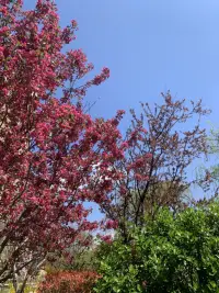 春天是彩色的
到處散發著芳香
云也是可愛的
草叢中的野菊花
自信歡愉配圖