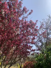 春天是彩色的
到處散發著芳香
云也是可愛的
草叢中的野菊花
自信歡愉配圖