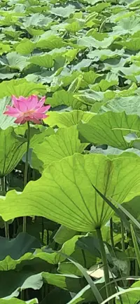 盛夏之美

油畫(huà)般的彩色林蔭道
明亮的黃色
在陽(yáng)光和樹(shù)影的襯托下，
仿佛鋪滿了花蕊

看似嬌美的荷花
其品質(zhì)安靜、嫻雅、圣潔
被尊為印度和越南的國(guó)花

曹植曾在《芙蓉賦》中寫(xiě)道
覽百卉之英茂
無(wú)斯華之獨(dú)靈
把荷花比為水中的靈芝

出淤泥而不染
濯清漣而不妖配圖