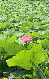 盛夏之美

油畫(huà)般的彩色林蔭道
明亮的黃色
在陽(yáng)光和樹(shù)影的襯托下，
仿佛鋪滿了花蕊

看似嬌美的荷花
其品質(zhì)安靜、嫻雅、圣潔
被尊為印度和越南的國(guó)花

曹植曾在《芙蓉賦》中寫(xiě)道
覽百卉之英茂
無(wú)斯華之獨(dú)靈
把荷花比為水中的靈芝

出淤泥而不染
濯清漣而不妖配圖