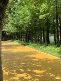 盛夏之美

油畫(huà)般的彩色林蔭道
明亮的黃色
在陽(yáng)光和樹(shù)影的襯托下，
仿佛鋪滿了花蕊

看似嬌美的荷花
其品質(zhì)安靜、嫻雅、圣潔
被尊為印度和越南的國(guó)花

曹植曾在《芙蓉賦》中寫(xiě)道
覽百卉之英茂
無(wú)斯華之獨(dú)靈
把荷花比為水中的靈芝

出淤泥而不染
濯清漣而不妖配圖