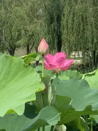 盛夏之美

油畫(huà)般的彩色林蔭道
明亮的黃色
在陽(yáng)光和樹(shù)影的襯托下，
仿佛鋪滿了花蕊

看似嬌美的荷花
其品質(zhì)安靜、嫻雅、圣潔
被尊為印度和越南的國(guó)花

曹植曾在《芙蓉賦》中寫(xiě)道
覽百卉之英茂
無(wú)斯華之獨(dú)靈
把荷花比為水中的靈芝

出淤泥而不染
濯清漣而不妖配圖