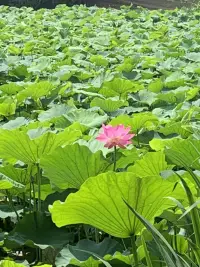 盛夏之美

油畫(huà)般的彩色林蔭道
明亮的黃色
在陽(yáng)光和樹(shù)影的襯托下，
仿佛鋪滿了花蕊

看似嬌美的荷花
其品質(zhì)安靜、嫻雅、圣潔
被尊為印度和越南的國(guó)花

曹植曾在《芙蓉賦》中寫(xiě)道
覽百卉之英茂
無(wú)斯華之獨(dú)靈
把荷花比為水中的靈芝

出淤泥而不染
濯清漣而不妖配圖