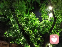 逆光飛行，熠熠生輝。雖然有時我們看不見自己身上的光，但是別人能看見，這趟旅行就是值得的。配圖