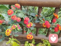 小野花，絢爛而肆意，蓬勃的生命力，沒有刻意的雕琢，一樣的美麗奪目。配圖