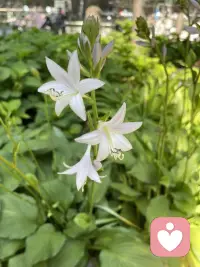 人常說“三歲看大，七歲看老”，可見孩子的生命早期的養育、教育多重要。一般認為0——12個月孩子是沒有記憶的，感覺這時的養育只是吃飽穿暖，其實，嬰兒這時的記憶是情緒的，是全方面的感知，而只是沒形成概念，沒有邏輯思維，不能用語言表達出來。父母和嬰兒的相處方式，對Ta的照顧與回應，都會極大的影響Ta的自我形成。成年后很多自己說不清的感受可能就是來自嬰兒期。配圖
