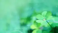 心中有花，生不荒芜
