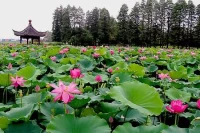 心理学的荷花效应：“荷花开满池塘需要30天，但开满半池的时间却不是15天，而是第29天。”成功需要厚积薄发，需要积累沉淀。