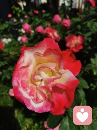 没有一朵花，从一开始就是花；也没有一朵花，到最会还是一朵花~配图