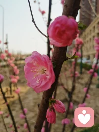 没有一朵花，从一开始就是花；也没有一朵花，到最会还是一朵花~配图