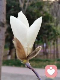 没有一朵花，从一开始就是花；也没有一朵花，到最会还是一朵花~配图