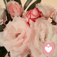 没有一朵花，从一开始就是花；也没有一朵花，到最会还是一朵花~配图