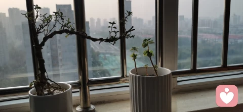 如何獲得高效的心理咨詢
