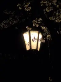 如果自己的需求得不到回應，人們便學著干脆否認自己有需求這回事,以此來對抗孤獨感和情感缺失。配圖