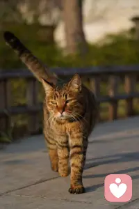 一个人破除了全能自恋感，不执着于无所不能的完美拯救者位置，就不会承接别人对自己完美期待的投射。配图