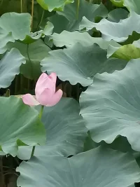 感恩生命中的每一次遇见，感恩于你我内在的联结，感恩于让我有机会做你人生旅途中的伙伴，可能当下你有困扰，有难过，没关系，灰暗终会过去，我会陪伴你度过当下的时光。