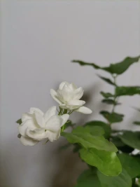 心理咨询是一个关于重新建立关系的旅程，
在这段旅程中，
你有更多的自我觉察，
时时看见不曾看见的风景，
你的生命也因此有了不一样的体验与绽放。