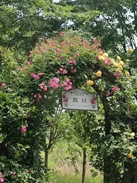 保持清净心，
就像你每天给花换水一样，
不停净化我们的身心，
去掉变质的，不好的杂念，就可以了。