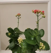 痛苦的經(jīng)驗(yàn)和對痛苦的思考，對一個人心靈的成熟，有很大作用。
?如今很多人體驗(yàn)到自己痛苦，并沒有引起對其他人的悲憫，反而怨恨他人沒有周到地照顧自己。
?這是不是進(jìn)步？[捂臉][呲牙]配圖