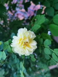 所有的傲慢，其实都来源于无知。知乎上，有位网友分享过自己的真实经历。刚上班那会，有个一起进公司的女同事，因为听力有问题，所以从小就佩戴着助听器。有天公司来了位新领导，脾气很暴躁。开晨会的时候，新领导直接就走到女同事的旁边，把女同事的人工耳蜗扯掉摔在地上，怒斥：“懂不懂什么叫尊重？我讲话，你戴耳机，你怎么想的？”女同事当场懵了，哭得上气不接下气，气得手都哆嗦，连地上的耳蜗都没捡，就跑回家了。第二天，女同事一家带着发票和售后证明来公司准备打官司，那可是进口的人工耳蜗，二十几万啊。未知全貌，妄下评论，才会造成这样难以挽回的后果。水深则流缓，人贵则语迟。如果你愿意多给真相一些时间，愿意多给别人一些解释的余地；愿意多去了解别人的真实意图，其实你就会发现，你误解了不少人，断错了不少事。人与人之间，有时候就像隔了一块透明的玻璃。我们以为自己看得很清楚，其实背后的事都无从得知。美国社会心理学家乔瑟夫和哈里，提出过一个著名的“乔哈里窗”理论。在日常与人沟通交流的时候，你的信息和别人的信息，可以分为4个区域：公开区，隐藏区，盲区，封闭区。公开区：自己知道，别人也知道；隐藏区：自己知道，别人不知道；盲区：自己不知道，别人知道；未知区：自己不知道，别人也不知道。在与人交往的时候，我们可以学会对照检验这个窗子。这件事，是不是存在着当事人自己知道、但别人不知道的隐藏区？因此，在不知道一件事的全部内情时，不要发出片面的评价、不要做出会让自己后悔的事。而我们如果自己作为当事人，也可以在与人沟通的时候进行适当的自我表露。将一些可能会引起误会或误解的信息，事先适当地透露或显现给他人，加以解释说明。在不了解乔哈里窗之前，我们对人际交往的观点可能会流于表层和片面。而学会了这个简单的模型之后，我们就可以实践、运用，对一件事、一个人的了解更加深入全面。甲之蜜糖，乙之砒霜。从自己的角度思考问题，往往只会得出一个结论。学会站在他人的角度思考问题，才能让视野中的“盲区”越来越少。人生在世，敏于事，而慎于言，方能立身处世。配图