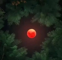 一万个美丽的未来，抵不上一个温暖的现在；每一个真实的现在，都是我们曾经幻想的未来，愿你爱上现在，梦见未来。