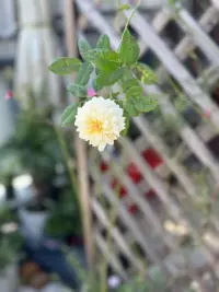《我不能 但是我能》


我不能告诉你如何生活
怎么去爱
或者去哪里能找到你的心
我不能告诉你
那突然来袭的痛苦是什么
以及到夜晚频频让你不安的画面究竟意味着什么
我不能去保护你
让你免受孤独和失落
我不能够在生命的洪流当中站在你的面前
我不能够拂去你眼中的哀伤
也不能够平息你心中的暴风雨
但是我能做的是站在你痛苦的面前
仍然看到你的美
我能够站在你的软弱面前
看见你的力量
我能看到你最糟糕的一面
却仍然看到你跳动的心脏
以及蓬勃向上的生命力
