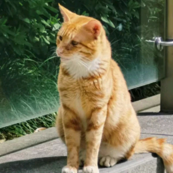 付小叶心理专家,付小叶心理咨询费用,付小叶心理咨询效果怎么样