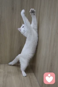 #育兒#兒童在不同年齡需要不同的教養(yǎng)方式。嬰兒需要照顧和喂養(yǎng)，兒童需要指導(dǎo)和控制，青少年需要獨(dú)立和責(zé)任。適合2歲孩子的好的教養(yǎng)方式不一定適合一個(gè)5歲的孩子或者14歲的孩子。—《家庭治療概念與方法（第11版）》配圖