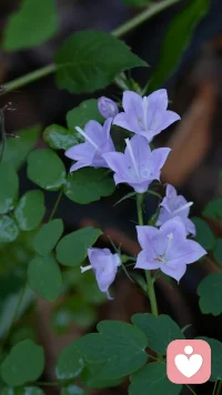 #心理分析#“陰影只是有點(diǎn)低級(jí)、原始、不適應(yīng)和笨拙，但它并不完全是壞的。它甚至包含了……在某種程度上會(huì)給人類(lèi)的存在帶來(lái)活力和美化的品質(zhì)，但通常情況下這是不允許的”。“…毫無(wú)疑問(wèn)，總的來(lái)說(shuō)人沒(méi)有他想象的或想要的那么好。每個(gè)人都背負(fù)著陰影，其在個(gè)人的意識(shí)生活中體現(xiàn)得越少，陰影就越黑暗、越稠密”。——卡爾·榮格《心理學(xué)與宗教》不能接受自己陰影的人，也無(wú)法體諒、理解別人的陰影。正是因?yàn)椴煌昝溃拍艹蔀榛钌亍⑵咔榱娜恕煸趬ι系模廊サ模攀峭昝赖娜恕Ｅ鋱D