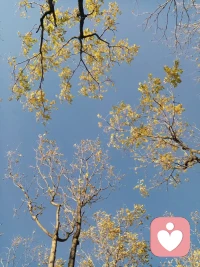 #覺醒的力量#“如果一個人在森林里迷路了，他需要做的第一件事是什么？他應該停下來，不是嗎？他需要停下來并查看四周。但我們在生活中越是困惑和迷失，我們就越是急沖向前，尋找、請求、索要、乞討。因此如果我可以建議的話，第一件事就是讓內心完全停歇下來。”——克里希那穆提配圖