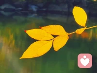 #冥想的本質(zhì)#
讓內(nèi)心有序，讓生活有序，各得其所，恰恰是冥想的開始。如果你還沒有做到這點，那么冥想就只會變成另外一種形式的幻想、另外一種形式的禱告、另外一種形式的欲望，想要得到什么東西——金錢、地位、冰箱，等等。

如何開始冥想？讓各種感官各得其所，也就是說，不要壓制或逃避它們，而是讓它們各得其所。這很重要，因為在冥想中，如果你想真正深入進(jìn)去，就必須覺察到各種感覺，是它們制造了各種形式的神經(jīng)癥、各種形式的幻象，它們支配了我們的感情等等，所以，首先要了解：只有當(dāng)各種感覺完全清醒、充分開放，身體才能變得極其平靜。
——克里希那穆提配圖