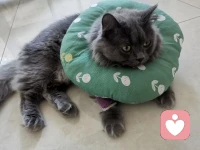 #育兒#
弗洛伊德15歲，還是一名中學(xué)生時(shí)。他在記錄箴言的本子上寫道：“最糟糕的自私者，是那些還沒有意識(shí)到自己自私的人。”

人們通常容易把自愛與他愛對(duì)立起來。你如果首先滿足自己，便是自私。不懂得分享玩具，自私。很多父母把自己的意志強(qiáng)加給孩子，不滿足“我的意志”就是自私、不孝順、不懂事、任性，就是背叛。沒有生存能力的小孩只能在大人的黑白雙標(biāo)中討好、逢迎，失去自我。一個(gè)從小沒有被滿足自由表達(dá)意志的孩子，你又怎么能期待她Ta畢業(yè)踏上社會(huì)就勇敢、獨(dú)立、創(chuàng)新又自我負(fù)責(zé)呢？

沒有“邊界”是中國家庭的特色。你的一切，連同長大后你的一切就是我的，永遠(yuǎn)和我有關(guān)，我塑造了大部分的你。一頂頂?shù)赖陆壖艿母呙弊酉聛恚⒆訒?huì)把他們真實(shí)的自我藏得很深，或者徹底隱藏起來，變的敏感、抑郁。自我好評(píng)和感受沒有了，積極和探索欲將由外界的評(píng)價(jià)體系來決定“我”該去做什么，自己“我”是誰。

“我們?nèi)绾稳垡粋€(gè)自己都不了解且從未被愛過的東西？許多有天賦的人對(duì)他們真實(shí)自體一無所知，就這樣活著，或許他們會(huì)愛上理想化的、隨波逐流的虛偽自體——除非抑郁向他傳遞了喪失自我的信號(hào)。”配圖