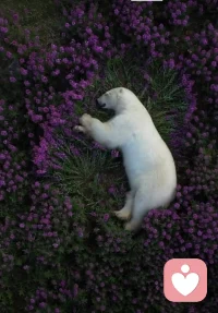 #精神分析#聽兒童精神分析課，拉康派嚴(yán)介和教授幾個關(guān)于設(shè)置觀點(diǎn)非常認(rèn)同：
1.移情是無意識的呈現(xiàn)。（移情不是洪水猛獸，的確是療愈的契機(jī)，弗洛伊德、榮格都提過類似觀點(diǎn)）
2.設(shè)置可以有彈性的。如果1周中來訪咨詢完第二天生命中就發(fā)生重大意外，迫切需要陪伴時那么中間加一次是可以的。
3.咨詢收費(fèi)的意義：錢=線，可以加固維護(hù)咨訪之間的界限。如果來訪真的困頓你也想要幫助，那么收費(fèi)低一點(diǎn)就好。哪怕1元錢，一旦收費(fèi)，這個邊界就建立了。（所以一直找咨詢師漫無邊際的聊天，真的不利于彼此關(guān)系的建立。如果咨詢師拒絕一直聊天，那是出于專業(yè)的考慮，彼此保護(hù)。）

大佬施琪嘉、徐勇都提到過“小倫理”是用來突破的。大倫理才需要堅守。咨詢師的職業(yè)操守、道德過關(guān)是確保“彈性”安全的保障。一直認(rèn)為咨詢師的品德應(yīng)該高于CPS的倫理考核。

嚴(yán)老師說：如果用現(xiàn)在咨詢師評價的標(biāo)準(zhǔn)來考核拉康，那他應(yīng)該是負(fù)分！（直接犀利，硬漢風(fēng)格）配圖