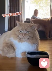 TAT投射測驗如圖一：
A、戰爭間歇，一群士兵躺在草地上休息
B、一群強盜，躲在草叢里等待伏擊路人
C、都是無家可歸的流浪漢，四處漂流
D、一群年輕人在野餐，喝醉后躺在草地上
（你的答案會揭示你的內心哦，答案網上可查，或留言解釋。）配圖