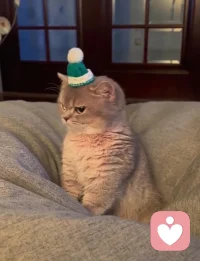 TAT投射測驗如圖一：
A、戰爭間歇，一群士兵躺在草地上休息
B、一群強盜，躲在草叢里等待伏擊路人
C、都是無家可歸的流浪漢，四處漂流
D、一群年輕人在野餐，喝醉后躺在草地上
（你的答案會揭示你的內心哦，答案網上可查，或留言解釋。）配圖