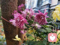 #與生命和解#早安！讀到：當你的能量越來越高時，就能看到每一個人的不得已。沒有好壞高低分別之心。只是對方當下能量所處的頻率不同而已。接納自己當下，也允許別人如是。

言慢者貴，性柔者富，德厚者昌。善反思者必有成長。積善之家必有余慶。配圖