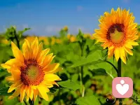 续上。向所有有勇气走进咨询室的人的努力致以“哀伤的致敬”，坦露过去的创伤或当下的脆弱，并不会招致怜悯。只有虚弱的人才沉沦，勇敢的人会拼命力挣扎寻求突破。所有精神分析指向的目标和佛学的目标本质是一致的，都指向解脱和自我超越。只是佛学更进一步，看到空的本质而不消极。

我遇见的几个优秀的咨询师的表达能力都特别强，是有哲学家品质的作家。大佬反而文字输出寡淡无味，不走心或是有偶像包袱了。可见一样会为声名所累。配图