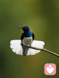 #愛與自由#一只站在樹上的鳥兒，從來不會害怕樹枝斷裂，因為她相信的不是樹枝，而是她自己的翅膀。

一旦完全依賴，就會產生不安和恐懼。哪怕最親密的關系，也需要有呼吸和獨處的空間。相愛，又不至于失去自我，永遠保持飛翔的能力，是很多婚姻愛情長久的秘密。配圖