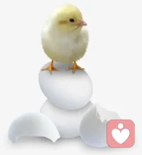 #生命的力量#鸡蛋从外打破是破碎，而从内打破则是新生。我们每个人都有向前、向上、成长的内在动力。这不是能力的问题，而是生物进化，物种得以延续的本能。这种本能像金子一样宝贵，一旦觉察和启动，就一定会向上生长。合格咨询师就是那个来帮我们找到种子发芽力量的人。

弗洛伊德说，”工作和爱，是人生的两大支柱。” 独立的生存能力带给我们的不是一份收入，还有尊严和同事伙伴关系。一定要远离让你深陷漩涡泥淖的关系、工作、地方或甚至伴侣，去重建我们喜欢的社会支持网络。这个网络可以是陪您一程的咨询师，之后是朋友、恋人、师长、培训班同学、甚至参加公益活动的同路人。那时候就会创造一个属于我们自己的世界，一个自己能够给予和收获的世界。

爱是人世间所有心灵创伤唯一的解药，也致敬每一颗努力挣脱命运漩涡的心灵。咨询师就是茫茫大概上与您同在的岛屿，可以随时供您生命的小船栖息、加油再目送您启帆远航！配图