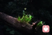 #生命的力量#鸡蛋从外打破是破碎，而从内打破则是新生。我们每个人都有向前、向上、成长的内在动力。这不是能力的问题，而是生物进化，物种得以延续的本能。这种本能像金子一样宝贵，一旦觉察和启动，就一定会向上生长。合格咨询师就是那个来帮我们找到种子发芽力量的人。

弗洛伊德说，”工作和爱，是人生的两大支柱。” 独立的生存能力带给我们的不是一份收入，还有尊严和同事伙伴关系。一定要远离让你深陷漩涡泥淖的关系、工作、地方或甚至伴侣，去重建我们喜欢的社会支持网络。这个网络可以是陪您一程的咨询师，之后是朋友、恋人、师长、培训班同学、甚至参加公益活动的同路人。那时候就会创造一个属于我们自己的世界，一个自己能够给予和收获的世界。

爱是人世间所有心灵创伤唯一的解药，也致敬每一颗努力挣脱命运漩涡的心灵。咨询师就是茫茫大概上与您同在的岛屿，可以随时供您生命的小船栖息、加油再目送您启帆远航！配图