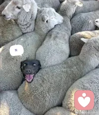 #疫情焦虑#分享转发一组和新冠焦虑相关的幽默。在帝都我们几百人家长群里，其实很欢乐。好心态和好身体，人人都可以有。在此之上，个人发展和实现都是水到渠成的事了。

冬天来了，春天还会远么？信心和希望是美好的品质。配图