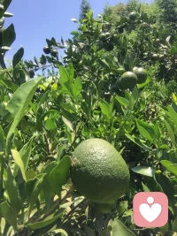 日事日畢日清日髙配圖