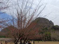 桂林市七星公園，梅花開配圖