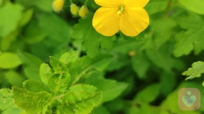 史蒂夫·哈维与女孩的现场对话